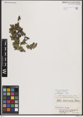 Foto von Salix breviserrata Flod.